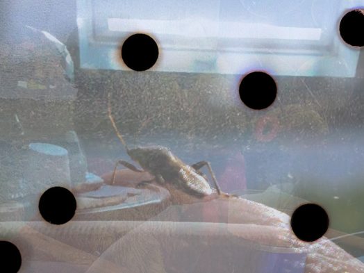 Floating Flies, 1 © Victoria Halper:DARUM