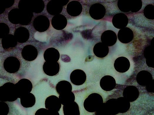 Floating Flies, 4 © Victoria Halper:DARUM