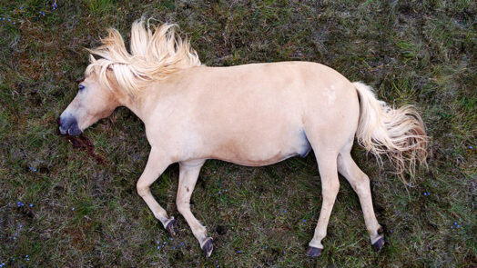 Still aus Lament for a Horse von Hlynur Pálmason, ein Islandpferd liegt in der Wiese